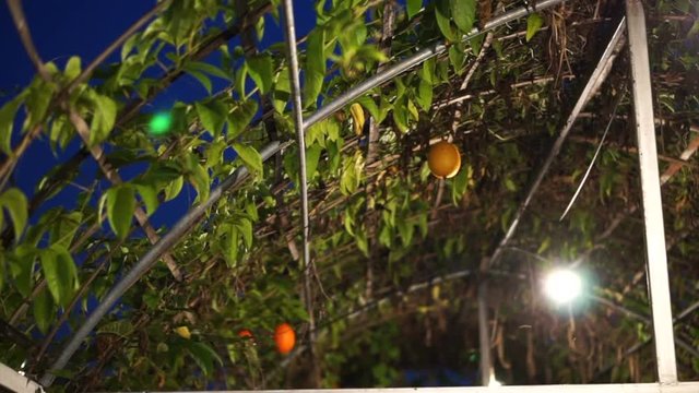 Spring Bitter Cucumber hanging in greenhouse farm, Momordica cochinohinensis Spring red ripe spiky fruit