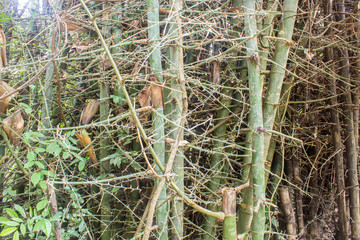 green bamboo forest in thailand