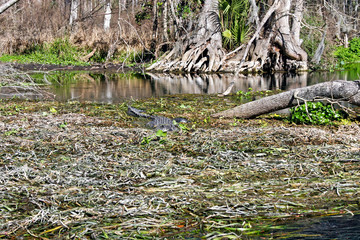 Alligator in Swamp