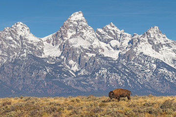 Solitary bison in open field beneath Grand Tetons, Wyoming