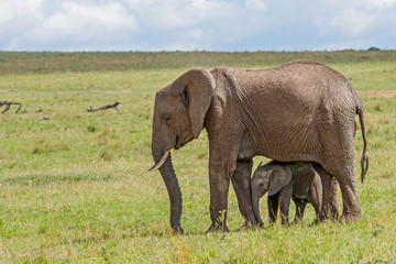 Obraz na płótnie Canvas African Elephant and Calf at Masai Mara National Reserve, Kenya