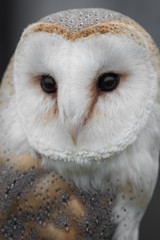 Very close up portrait of a female barn owl staring forward with detailed feathers, eyes and beak