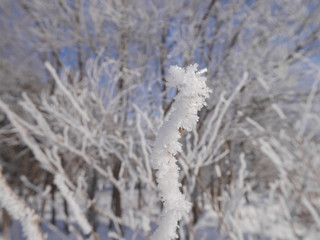 Frosty tree branches in an early snowy morning with blue sky
