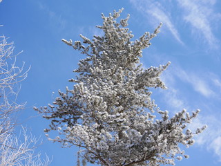 Frosty pine tree branches in an early snowy morning with blue sky