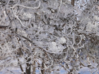 Frosty tree branches in an early snowy morning