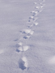 Animal, probably fox, footprints on freshly fallen snow