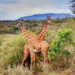 Paired Masai Giraffe in Tanzania