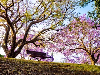 Purple Spring