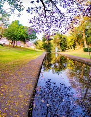 Jacaranda Reflections