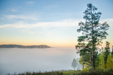 conifer tree at the top in the morning mist