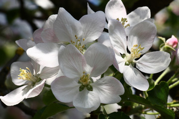 Spring. Large flowers of an apple tree./Group of large flowers of an apple tree with a pink pattern on white petals.