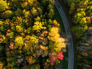 Drone View of Fall Leaves
