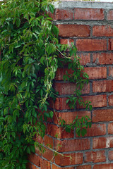 The maiden grapes on a brick wall./On a wall from a red brick the maiden grapes with bright green leaves are twisted.