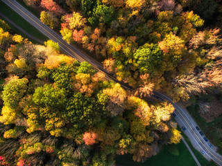 Drone View of Fall Leaves