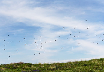 flock of starlings in flight