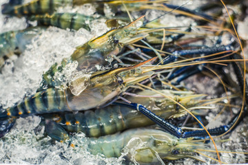 Tiger Prawns