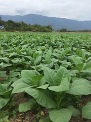 tobacco farm
