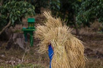 Thai farmer during the rice harvest in paddy fields in Chiang Mai, Thailand