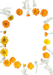 top view flat lay illustration of flowers herb calendula frame isolated on white background
