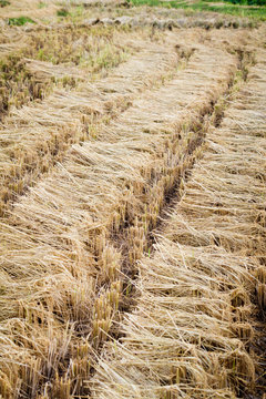 Bundles of rice harvested in paddy field, detail of ears of rice in Chiang Mai, Thailand