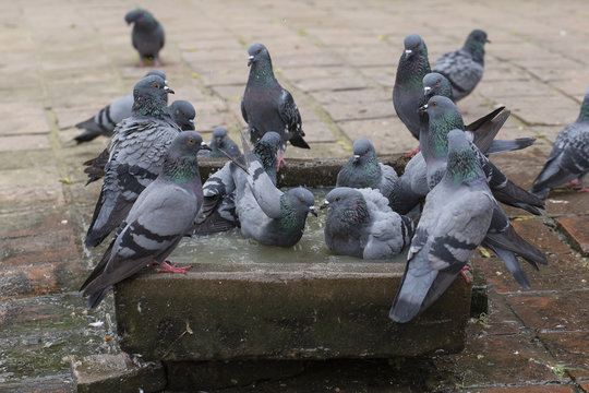 Pigeons bathe in the stone bath with water . Close up