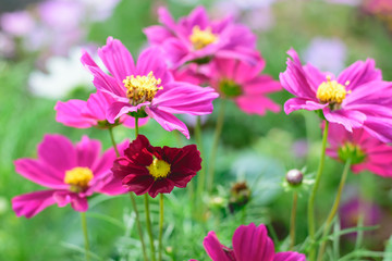 Fototapeta premium Cosmos flowers in an autumn garden