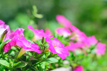 Fototapeta premium petunia flowers in the garden