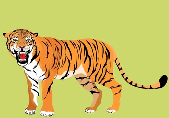 Tiger vector illustration