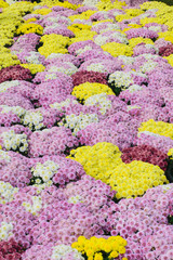 Fototapeta na wymiar Beautiful Chrysanthemum Flowers