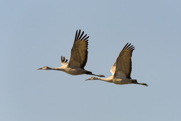 Sandhill Cranes
