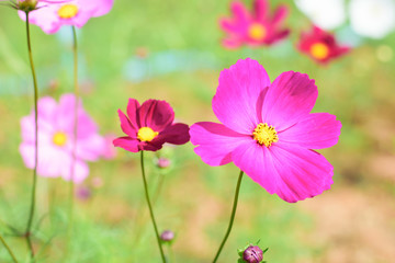 Fototapeta premium Purple cosmos flower on a green background