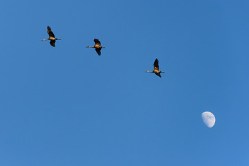 Sandhill Cranes over the Moon