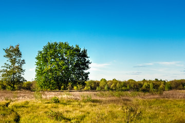 Fototapeta na wymiar Young oak tree against the blue summer sky