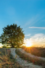 Beautiful landscape with oak road and sunset