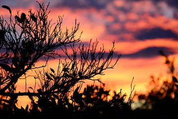 Obraz premium Atardecer