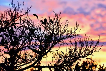Fototapeta premium Atardecer