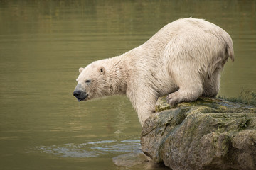 Obraz na płótnie Canvas A polar bear on a rock in a lake just emerged from water with wet dripping fur water droplets