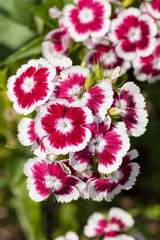 wild carnation flowers