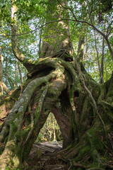 Fototapeta na wymiar 'Kugurisugi', forked tree of Yakusugi in Shiratani Unsuikyo, Yakushima Island, natural World Heritage Site in Japan