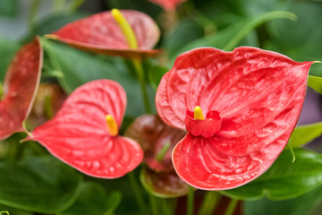 Anthurium or flamingo flower bloom in garden