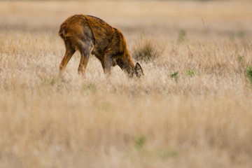 Junges Reh auf Nahrungssuche im Nationalpark De Hoge Veluwe