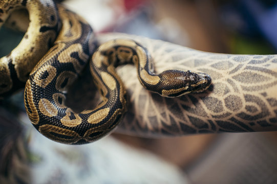 Snake creeping on hand