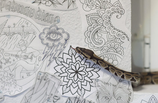 Snake traversing some drawings