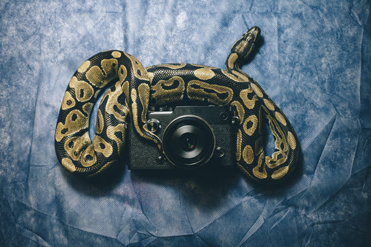 Snake lying on a camera