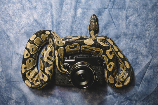 Snake lying on a camera