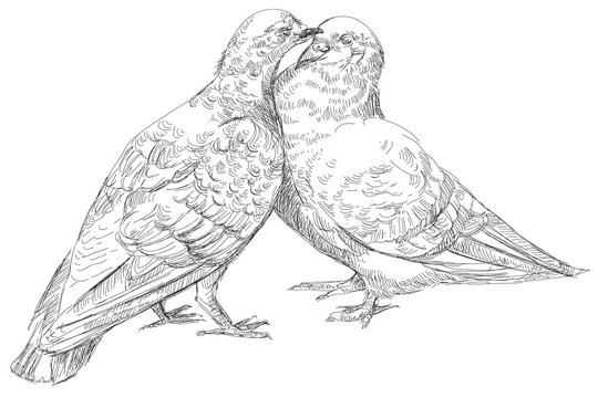lovers Pigeons kissing in vector