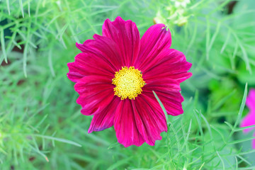 Obraz premium Cosmos flowers in an autumn garden