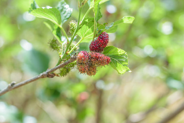 Mulberry fruit on tree