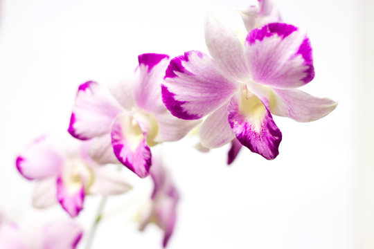 Fototapeta Dendrobium orchid flower isolated on white background 