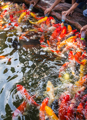 Obraz na płótnie Canvas Colorful koi fish, swimming in a water garden
